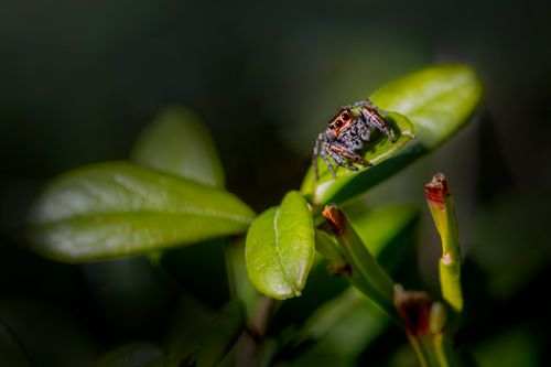 Free Macro shot of a jumping spider on a green leaf in natural light. Stock Photo