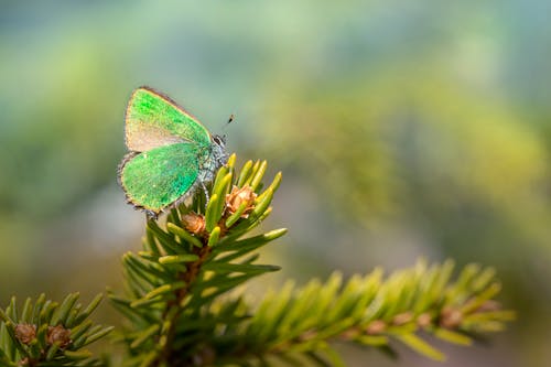 Close-Up Shot of a Butterfly 