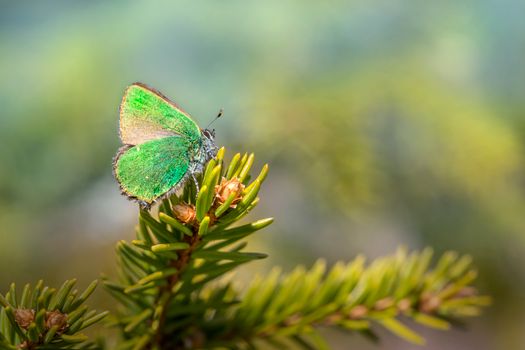 Close-up of a green hairstreak butterfly (Callophrys rubi) perched on pine needles.