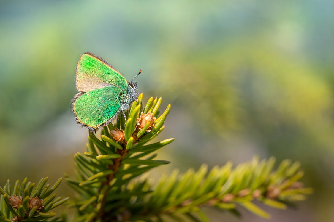 Gratis stockfoto met callophrys rubi, dennennaalden, detailopname