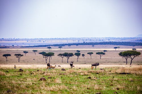 Gratis stockfoto met afrika, akkerland, antilopen