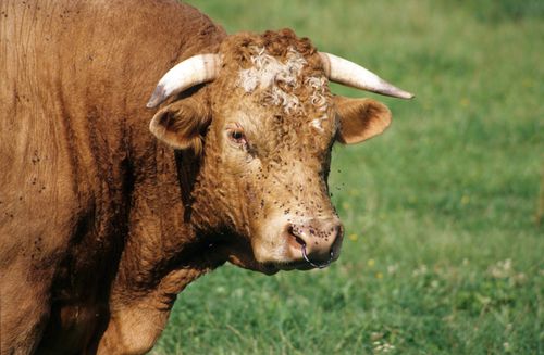 Free Close-up image of a bull grazing in a green pasture on a sunny day. Stock Photo