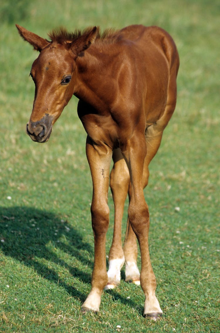 Foal On A Pasture 