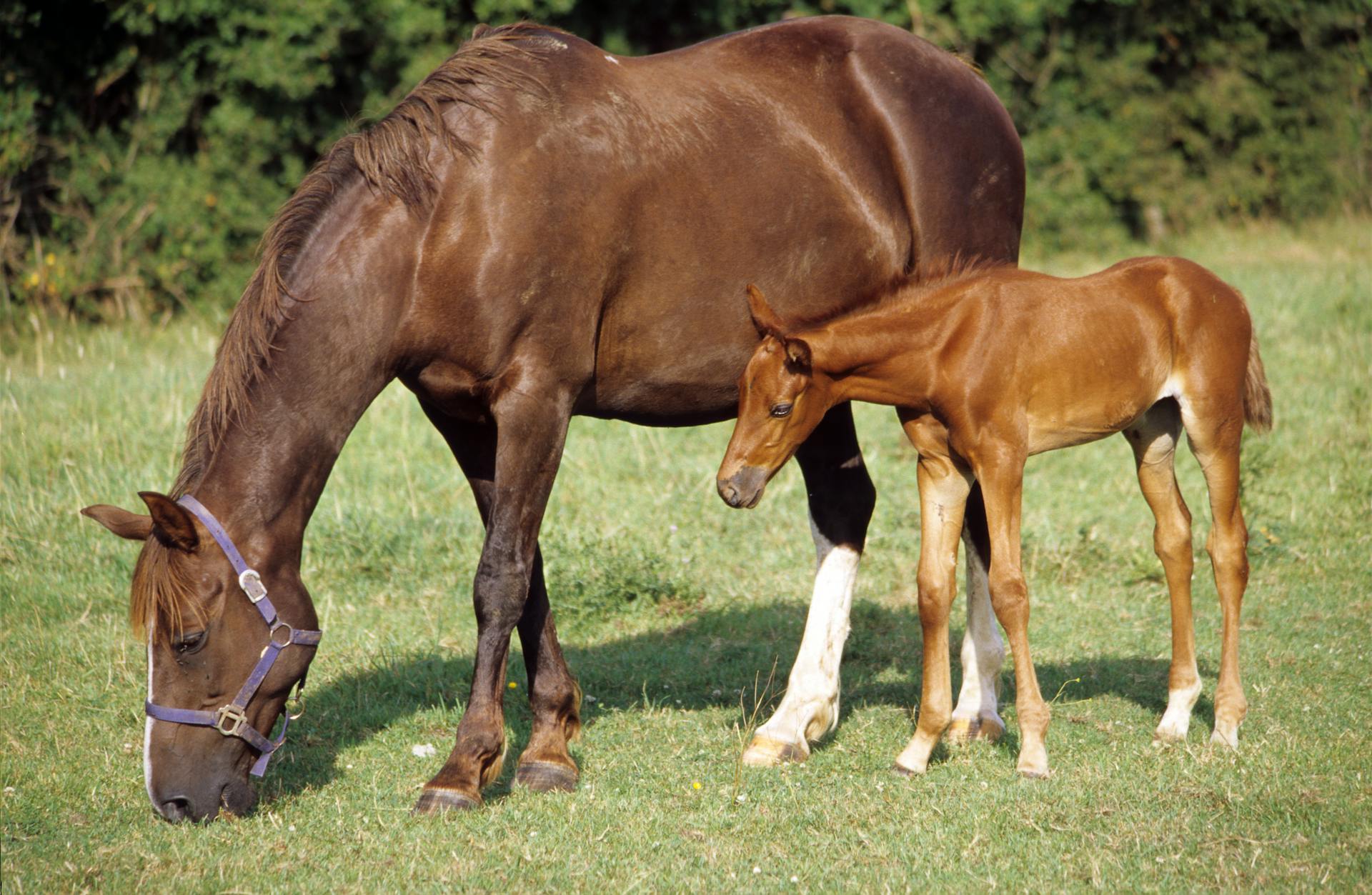 Brown Horses on the Field