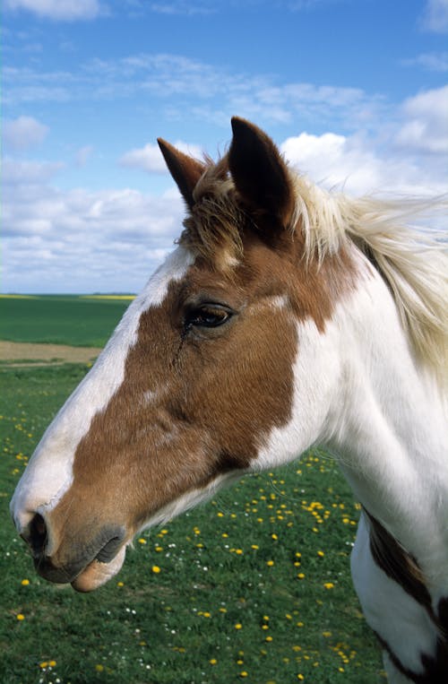 Безкоштовне стокове фото на тему «білий і коричневий кінь, вертикальні постріл, кінь»