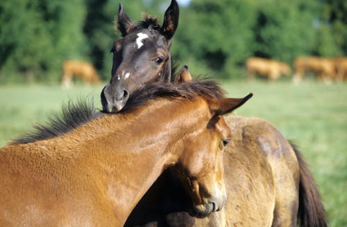 Brown Horses on the Field