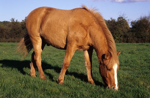 A Horse Eating Grass 