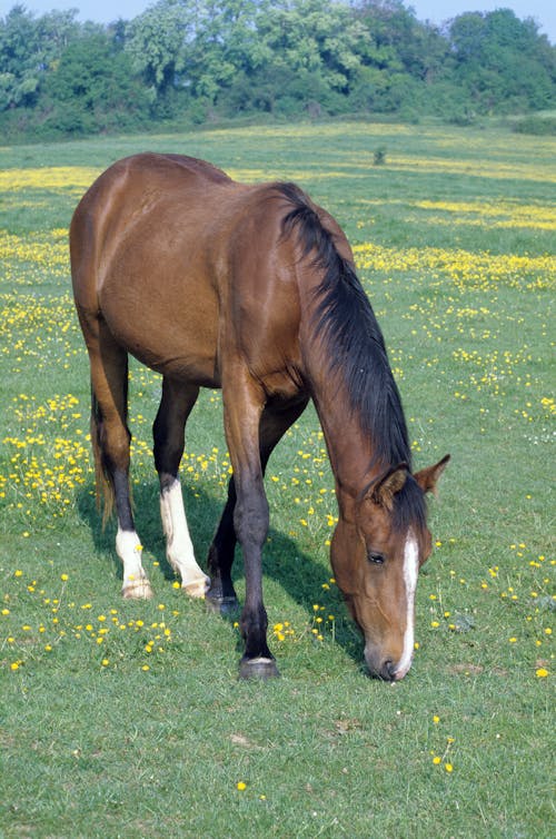 A Brown Horse on a Grassy Field
