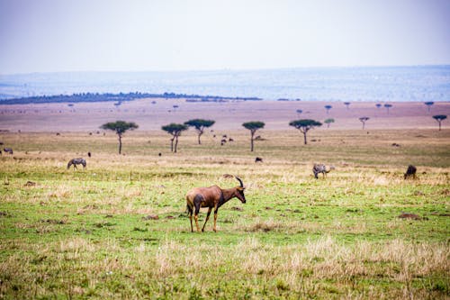 Gratis stockfoto met akkerland, antilopen, beesten