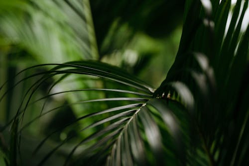 Photographie En Gros Plan De Feuilles