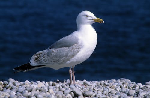 A Seagull Perched on Rocks 