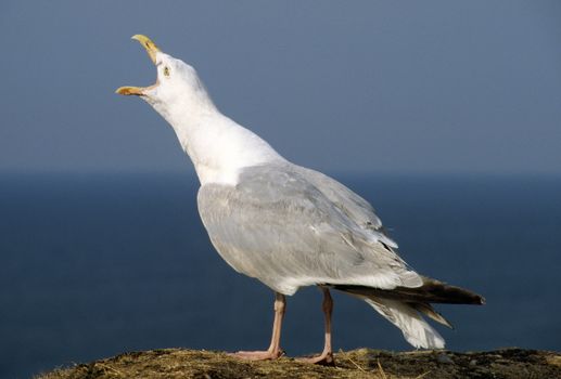 Close-up of a Seagull Tweeting 