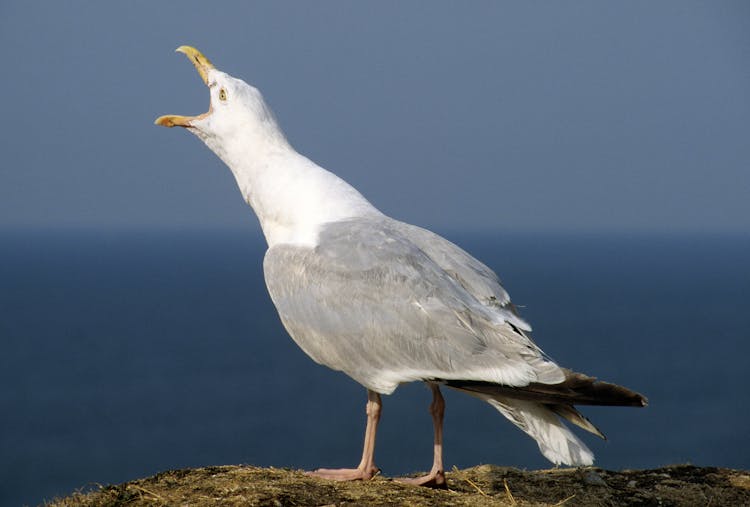 Close-up Of A Seagull Tweeting 