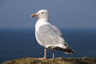 法国诺曼底埃特雷塔特悬崖上海鸥的特写，有海洋背景