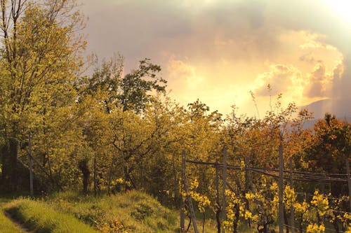 Trees and Vine Plants