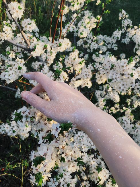 A hand gently touching white blossoms in a spring garden.
