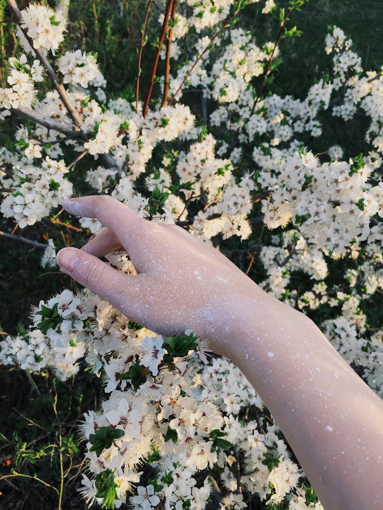 Hand In Pollen Against Flowers