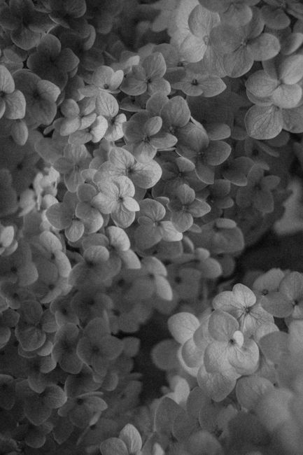 Black and white close-up of hydrangea flowers showing intricate details of the petals.
