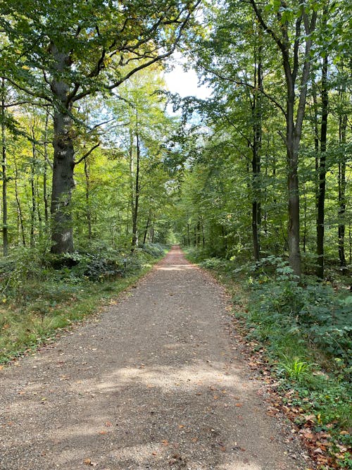 Forest Path and Trees