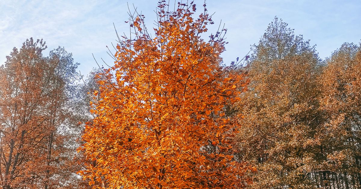 Fall Tree Tem Trees During Fall Season · Free Stock Photo