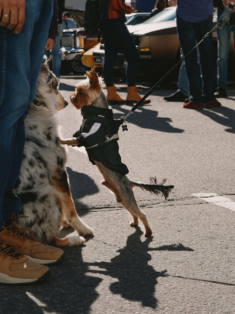 Two Dogs Looking At Each Other 