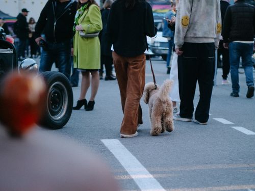 Free People walking on a street with a dog during an outdoor event. Stock Photo