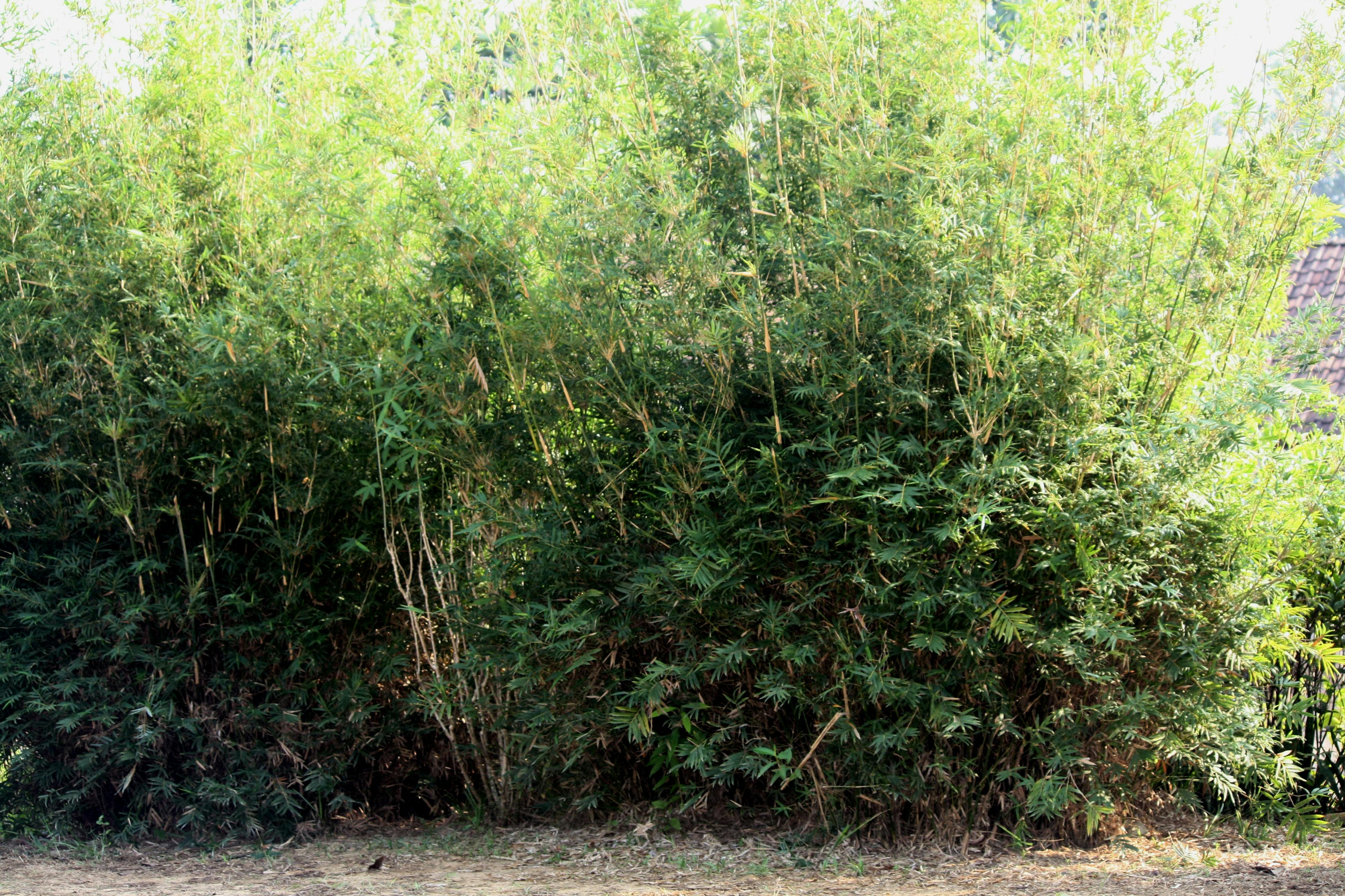 Free stock photo of bamboo, bamboo trees, decorative plant