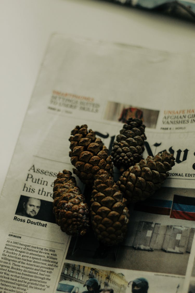 Conifer Cones On A Newspaper