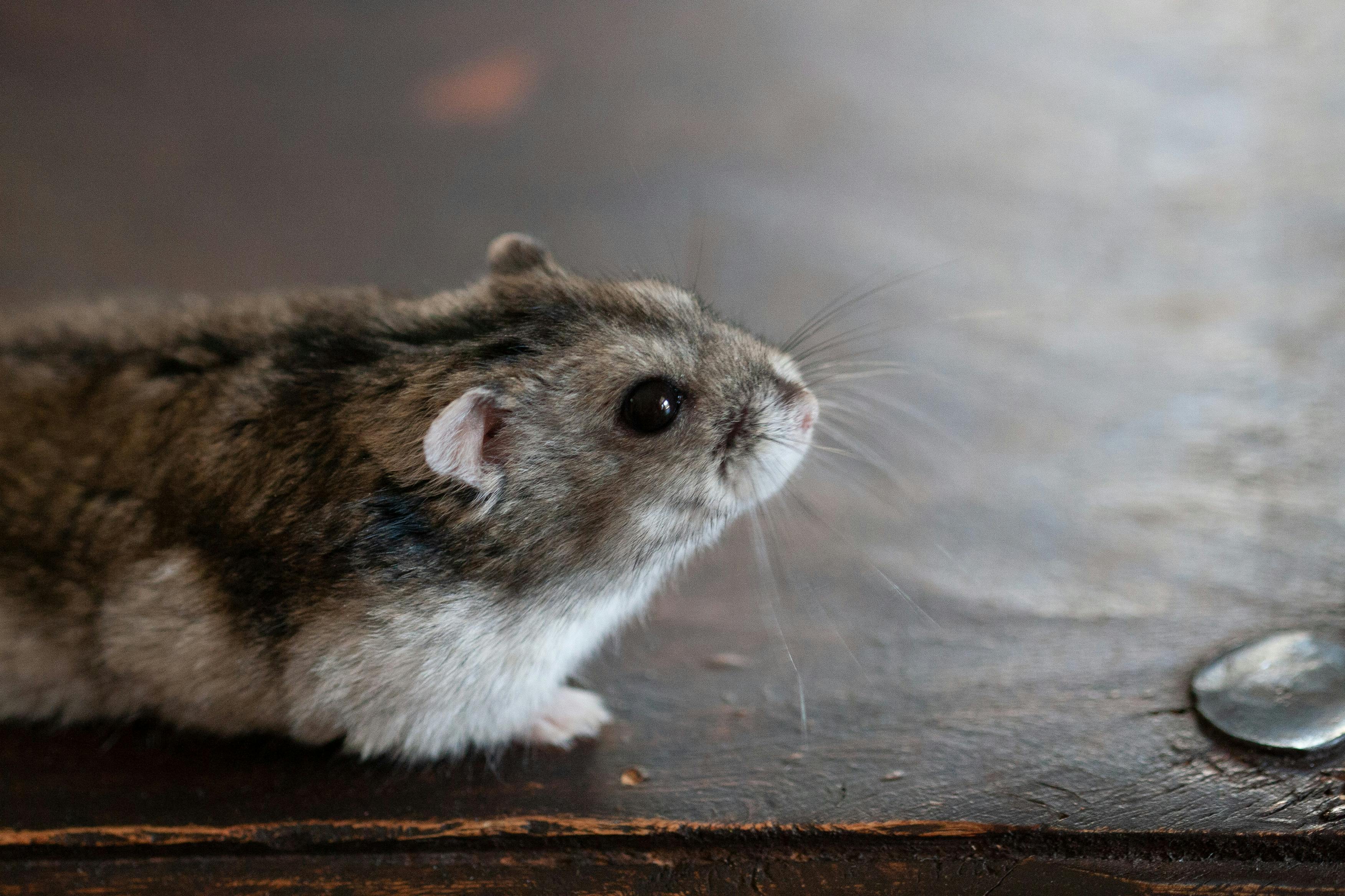 Hamster auf der Hand