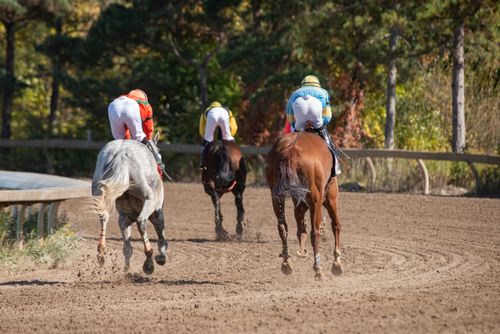 Free Exciting horse race showcasing jockeys in vibrant gear on a sunny day outdoors. Stock Photo