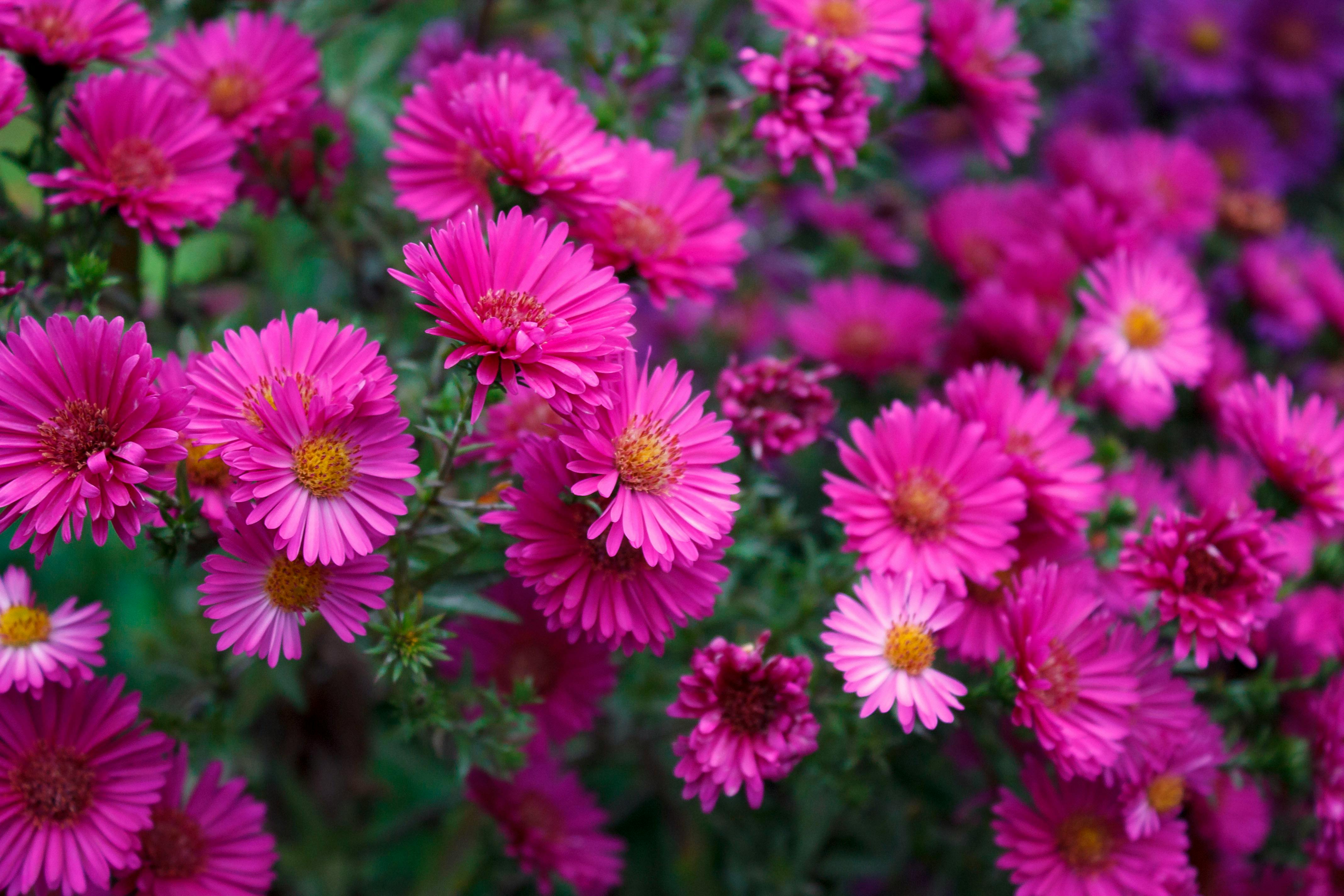Pink Flowers in Bloom · Free Stock Photo