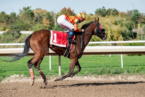 Free A jockey in vibrant attire rides a horse at full speed on a sunny race track. Stock Photo