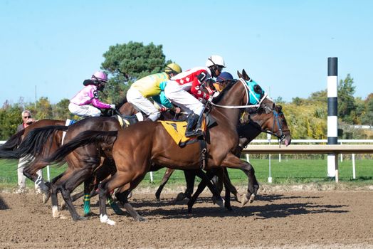 Exciting horse race featuring jockeys and thoroughbred horses sprinting on a dirt track.