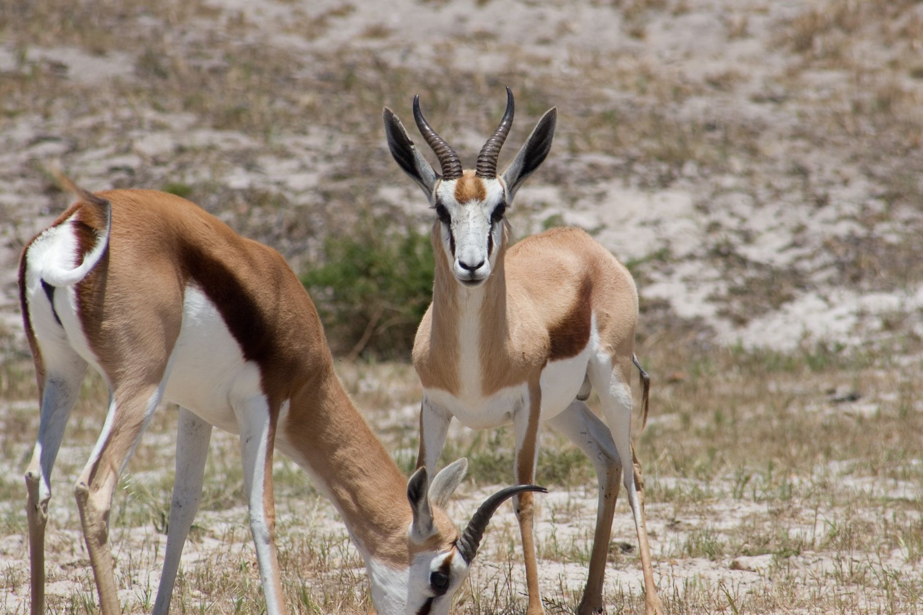 Two springboks grazing in their natural habitat on the African savannah, displaying grace and elegance.