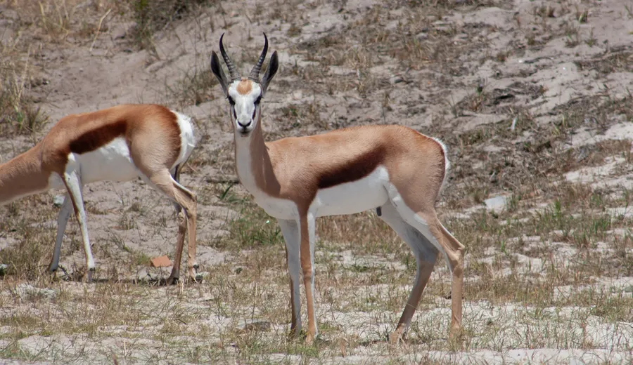 Jour 2 dans le delta de l'Okavango