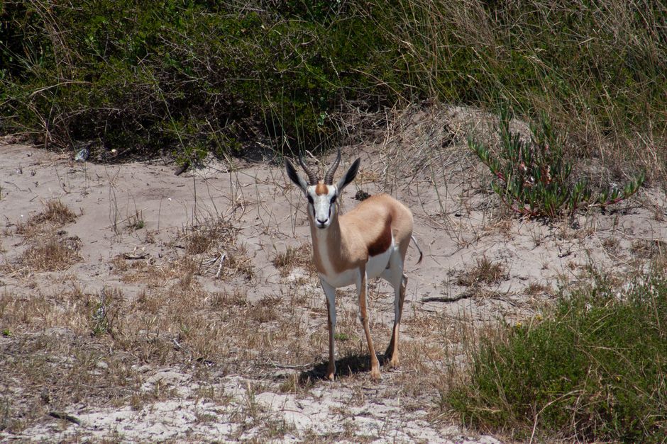 A lone antelope stands alert in the grassland, showcasing its elegance and connection to wildlife.