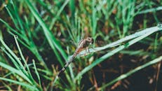 这张特写镜头令人惊叹，它捕捉了栖息在沾满露珠草地上的生物，展现了其精致的翅膀和充满活力的环境