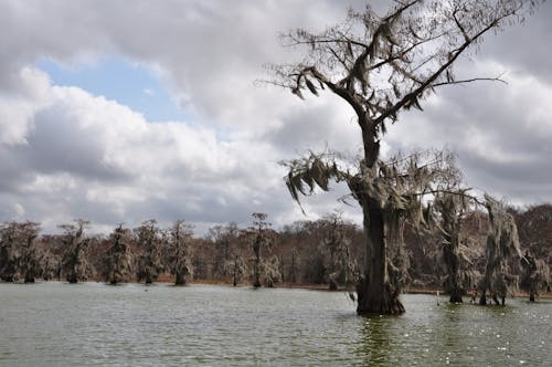 Trees Growing in Water 