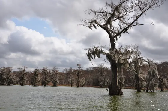 Bald cypress trees standing in a still bayou, Louisiana