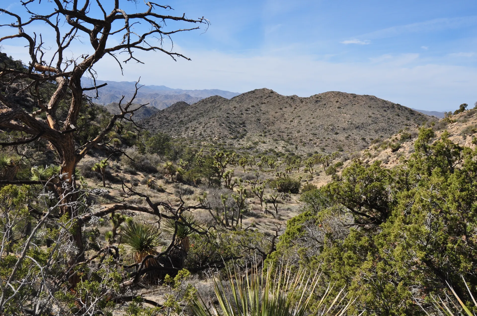 Vast desert scene featuring Joshua trees and rolling hills under a bright sky. Vast desert scene featuring Joshua trees and rolling hills under a bright sky.