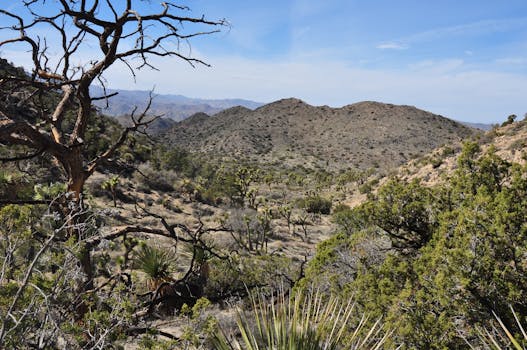 Vast desert scene featuring Joshua trees and rolling hills under a bright sky.