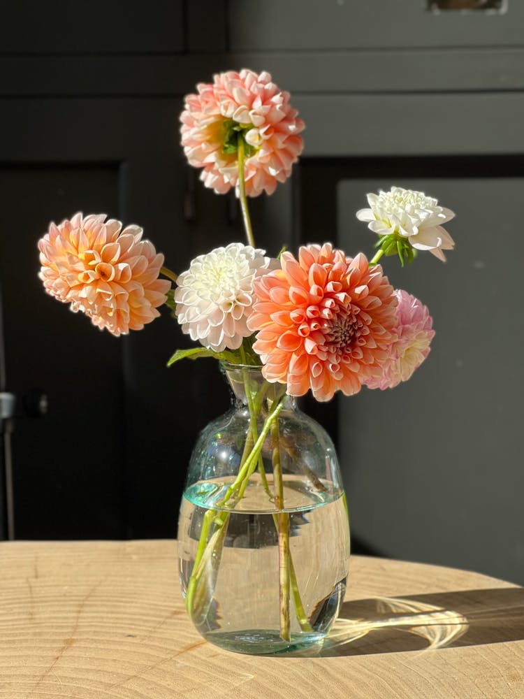 Dahlia Flowers In A Glass Vase 