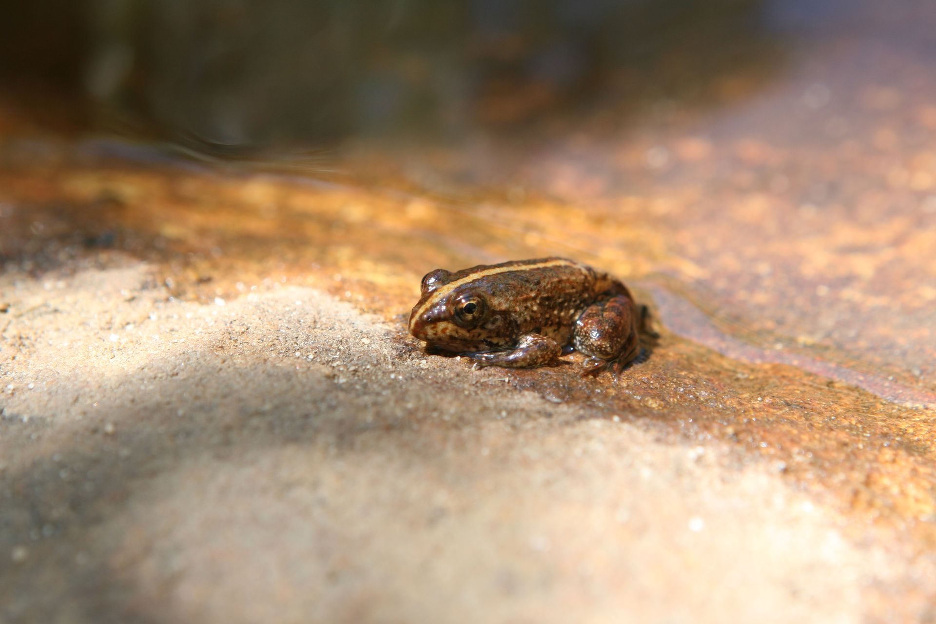 A detailed close-up of a frog basking in the sun on a sandy surface near water.