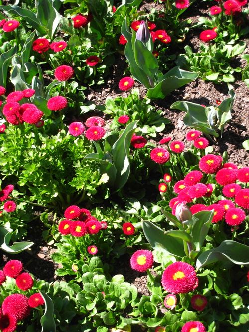 Free Red flowers Stock Photo