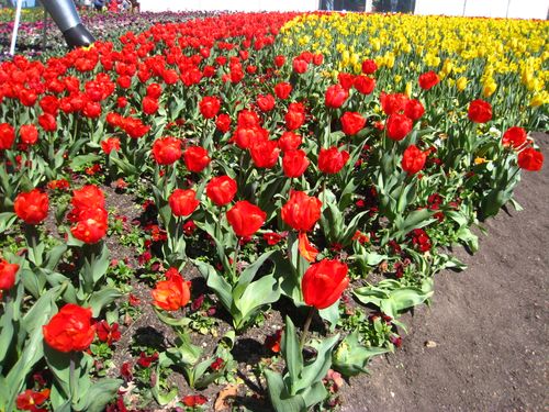 Free Flowers Stock Photo