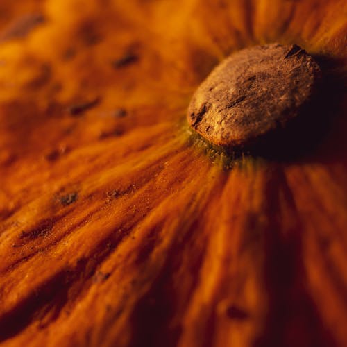Extreme Close-up of a Pumpkin 