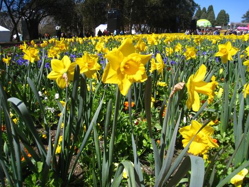 Free Flowers Stock Photo