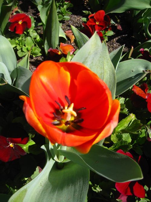 Free Flowers Stock Photo
