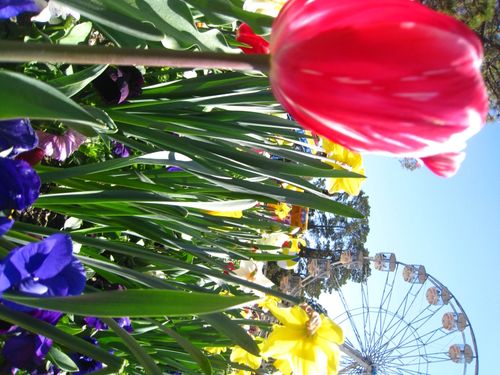 Free Flowers Stock Photo