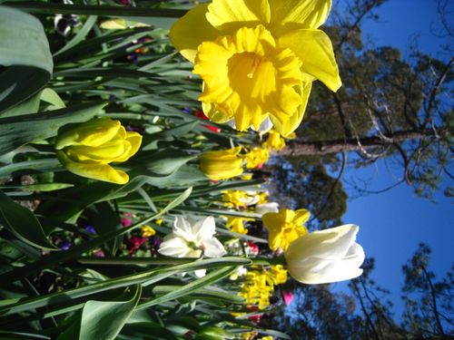 Free Flowers Stock Photo